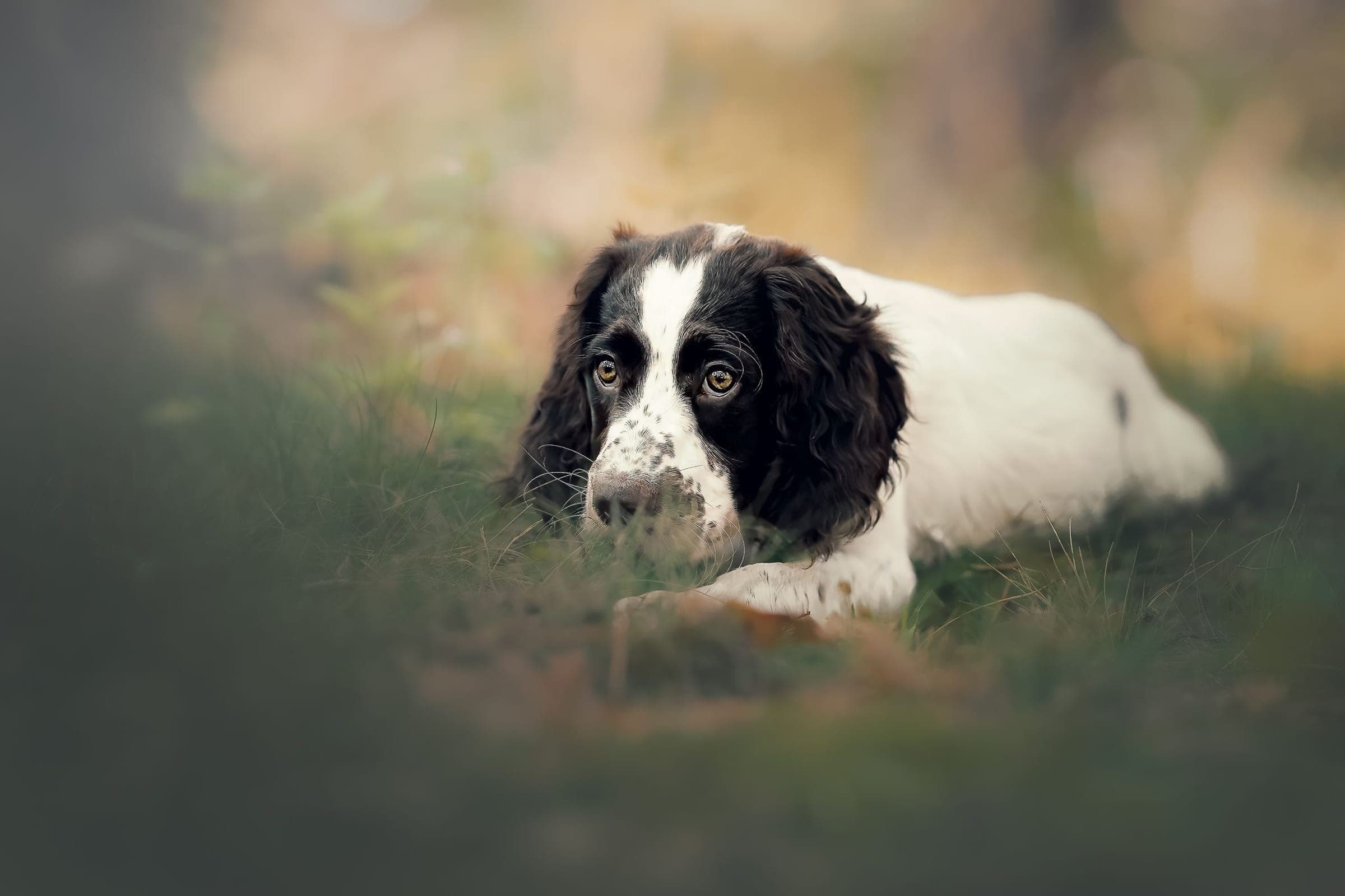 Truffe, springer anglais, allongée dans l'herbe
